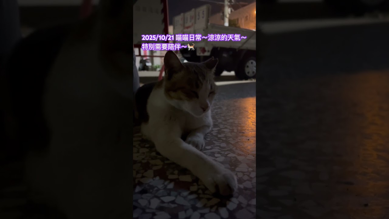 2025/10/21 喵喵日常～涼涼的天氣～特別需要陪伴～🐈#cat #cats #pet #pets #catvideos #catshorts #animals #funny #貓咪