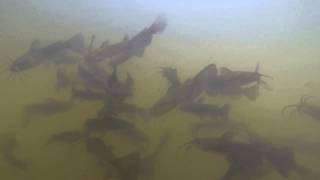 preview picture of video 'Catfish School in Tow Hill Ore Hole Pond'