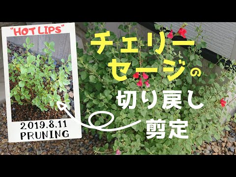 ホット リップス グラハム セージ、サルビア ミクロフィラ 'ホット リップス'