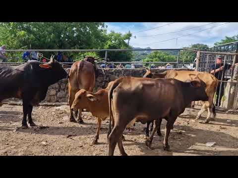 Bonito tiangue de Santa Rosa de Lima, La Unión Norte, sábado 25 de Octubre 2025