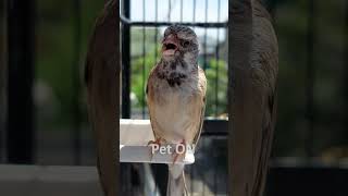 Download lagu Blackthroat botswana jantan gacor suara jernih S2:E13 - Pet ON mp3