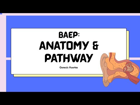 BAEP Anatomy and Pathways