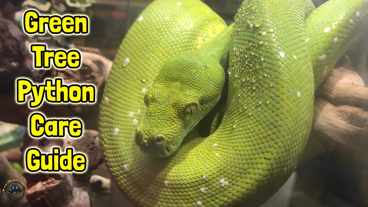 How to Take Care of a Green Tree Python! - A TDI Care Guide! 🐍
