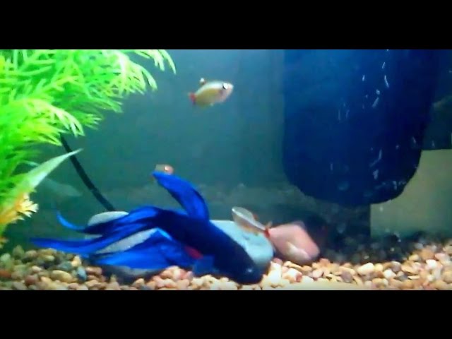 Betta and White Cloud Minnow in 5 Gallon tank