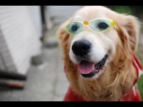 布希花園的故事-新北市110年校園犬貓影片網路票選活動