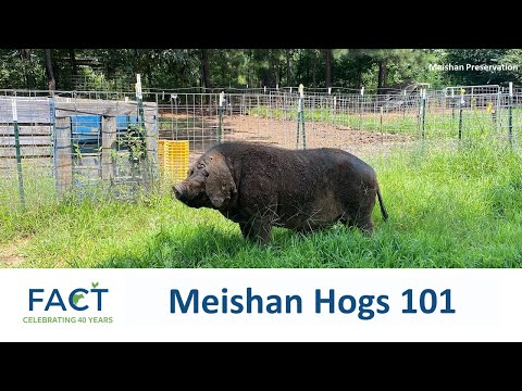, title : 'Meishan Hogs 101'