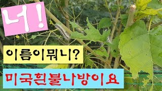 [피해극심]하늘에서 송충이가 비처럼 쏟아져요 미국흰불나방