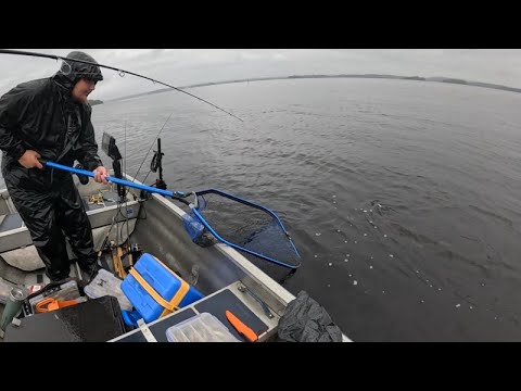 Paluu kuhaparatiisiin osa 2/3 | Kuhia ja isoja haukia