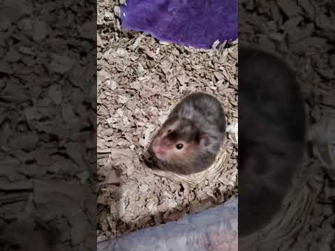 Dodie, an adopted Hamster in Saint Paul, MN_image-1