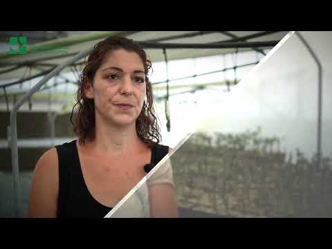 Securing the Future of Mastic Gum Trees in Greece