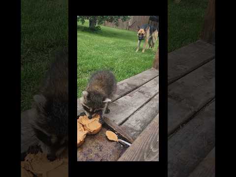 Baby raccoon found eating peanut butter sandwich with German shepherd dog best friend watching