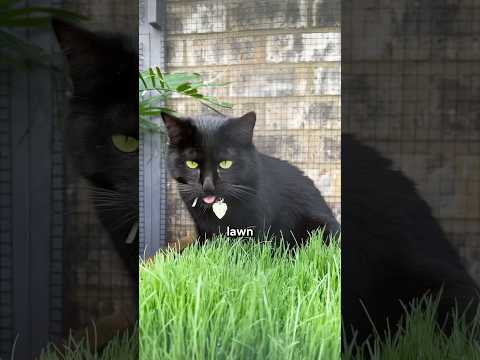 Der kleinste Rasen der Welt #easydiy #catio #catgrass