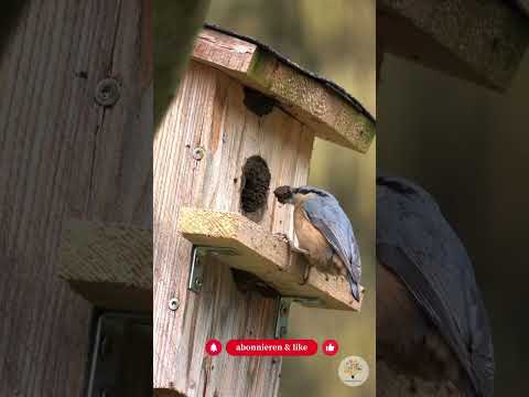 Nistkasten im Herbst aufhängen: Winterquartier & Brutvorsorge