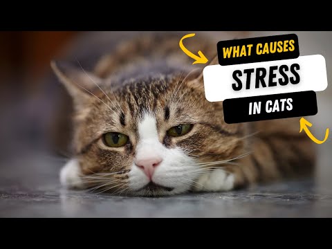 Stress In Cats Symptoms | How Do You Tell If Your Cat Is Stressed?