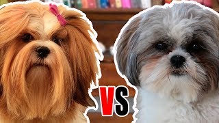 LHASA APSO vs SHIH TZU - Comparação entre as raças