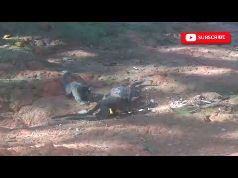 Paz, Natureza e Animais | Passeio às Margens do Rio São Francisco em Felixlândia MG.