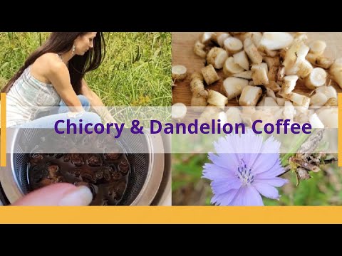 CHICORY COFFEE WITH DANDELION, NATURAL COFFEE SUBSTITUTE
