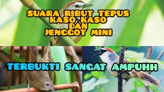 Download lagu suara ribut tepus pipi perak,kaso kaso dan jenggot mini mp3 Download lagu suara ribut tepus pipi perak,kaso kaso dan jenggot mini mp3