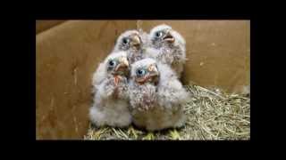 Lost little children