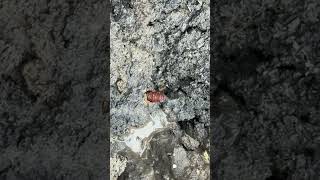 Download lagu #marinebiology #worms #sealife mp3