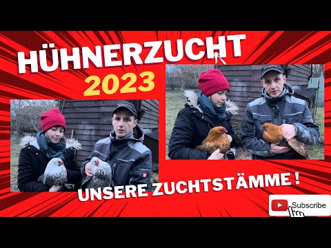 , title : 'Hühnerzucht - Ausblick 2023 - Zuchstämme Westfälische Totleger #hühner #zucht #farming'