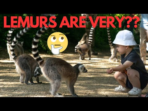 The history of lemurs is a fascinating??