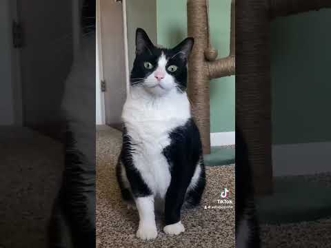 Bandit - The Cat with Character!, an adoptable Tuxedo & Abyssinian Mix in Holland, MI_image-1