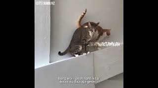 Download lagu BARUAK TAMVAN - KOMPILASI DUBBING #75 mp3