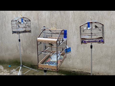 PAPA-CAPIM NÃO CANTA PRA OUTRO SOLUÇÃO BÁSICA TREINE SEU COLEIRO