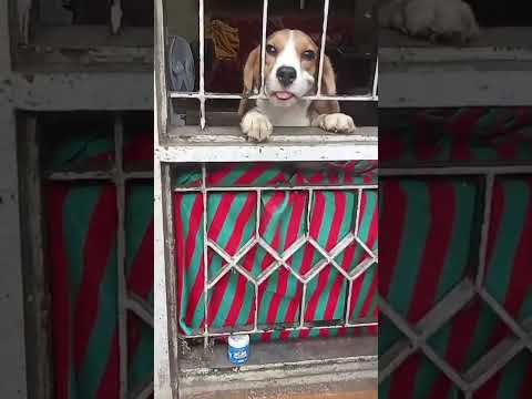 Dog Training - Shaji Balaramapuram #dog #shorts #animaltraining