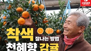 [감귤재배] 감귤 색깔 잘내는 방법 /맑고 진한 천연 착색 발현법