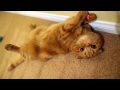 Fold Escocés - Scottish Fold Cat - Mango enjoying kitty life
