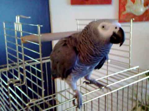 PONTIOS PAPAGALOS XOREYEI PONTIAKA