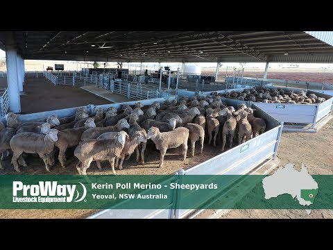 , title : 'ProWay Sheepyards - Kerin Poll Merino - Yeoval NSW'