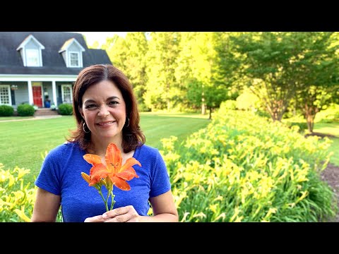 image-Can daylilies grow under trees?
