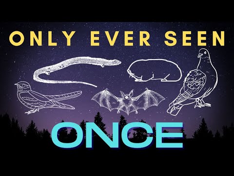 Discovered and Disappeared - 5 Species that have only been recorded once (or twice)