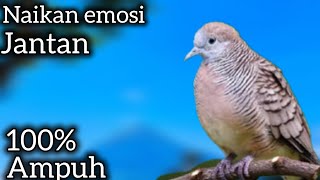 Download lagu PANCINGAN PERKUTUT SUPER MANJUR ❗ PERKUTUT JANTAN PASTI NYAUT.  mp3