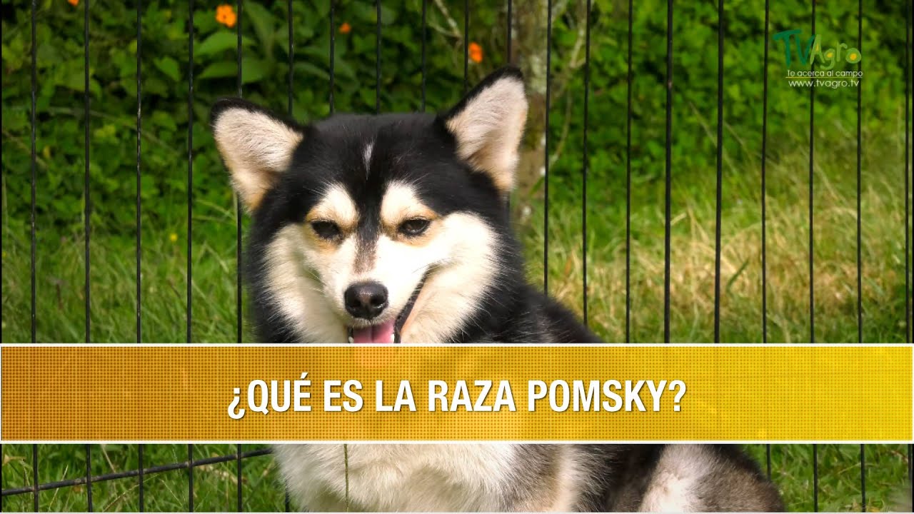 Que es la Raza Pomsky y de Donde Proviene este Cruce- TvAgro por Juan Gonzalo Angel Restrepo