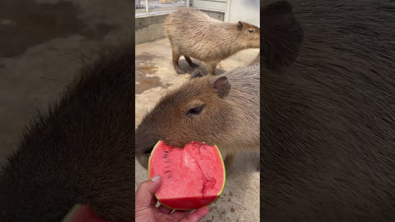 スイカが大好きなカピバラさん