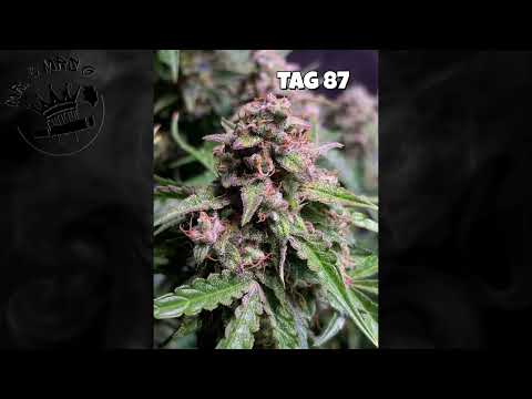 Seed To Harvest | Granddaddy Purple |