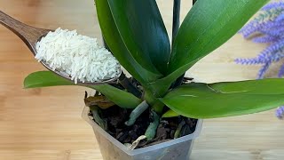 Feed your orchid this way,  And she will bloom like crazy!