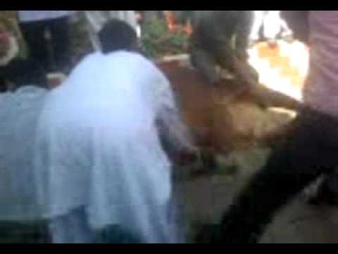 download lagu mp3 mp4 Cow22, download lagu Cow22 gratis, unduh video klip Cow22