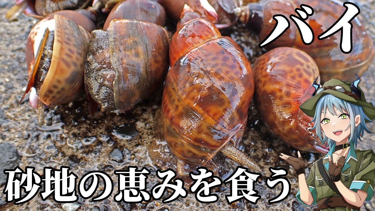 生物多様性の恵み！ ”バイ” を獲って食う！