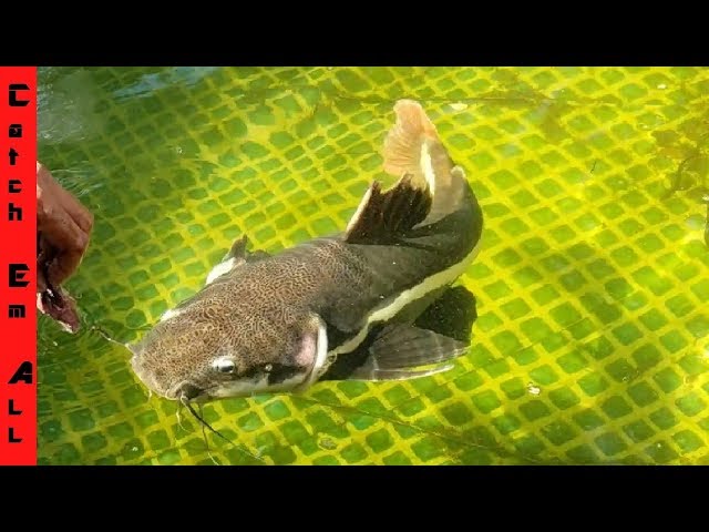 Training Our New MONSTER-SIZED Fish to HAND FEED!