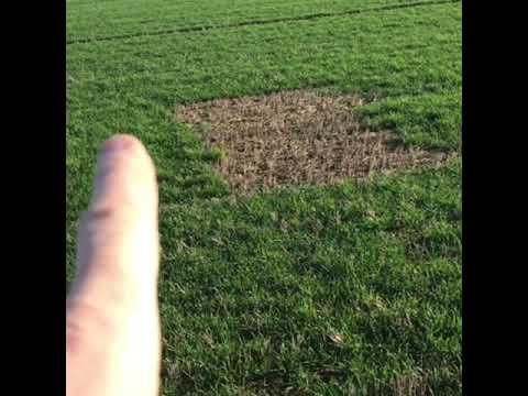 Martin Lines talking about skylark plots, Papley Grove Farm