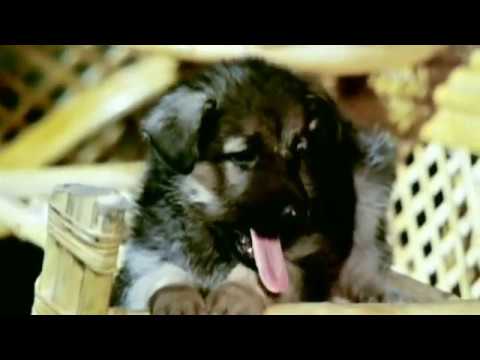 Aye Zindagi Gale Lagaa Le Full Video - Sadma|Sridevi, Kamal Haasan|Suresh Wadkar|Gulzar