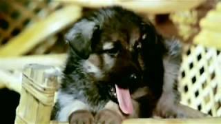 Aye Zindagi Gale Lagaa Le Full Video - Sadma|Sridevi, Kamal Haasan|Suresh Wadkar|Gulzar