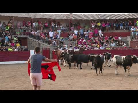 Divertida charlotada de la peña Desnivel y bonito encierro de Barcial en la segunda capea de los Corpus de Vitigudino
