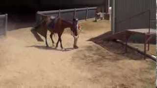 preview picture of video 'Ava walking Fudge the pony'