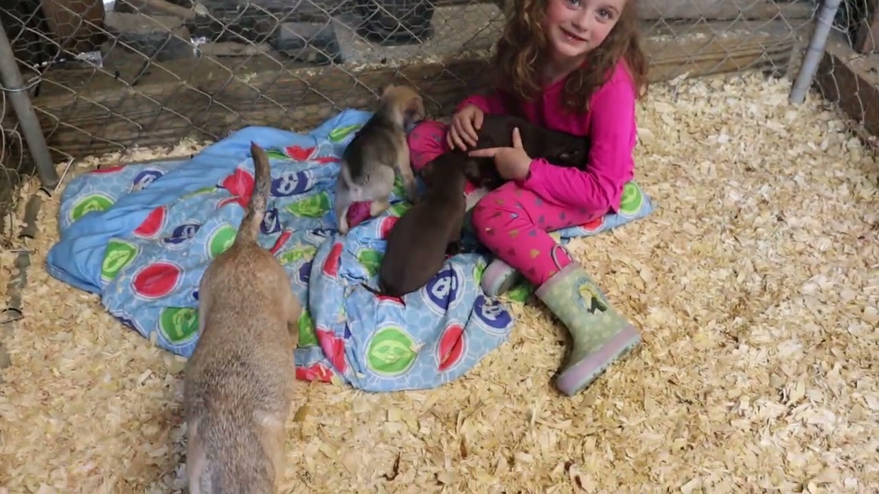 Enlarge Paul, a Adoptable Chihuahua in Chepachet, RI video 6/6